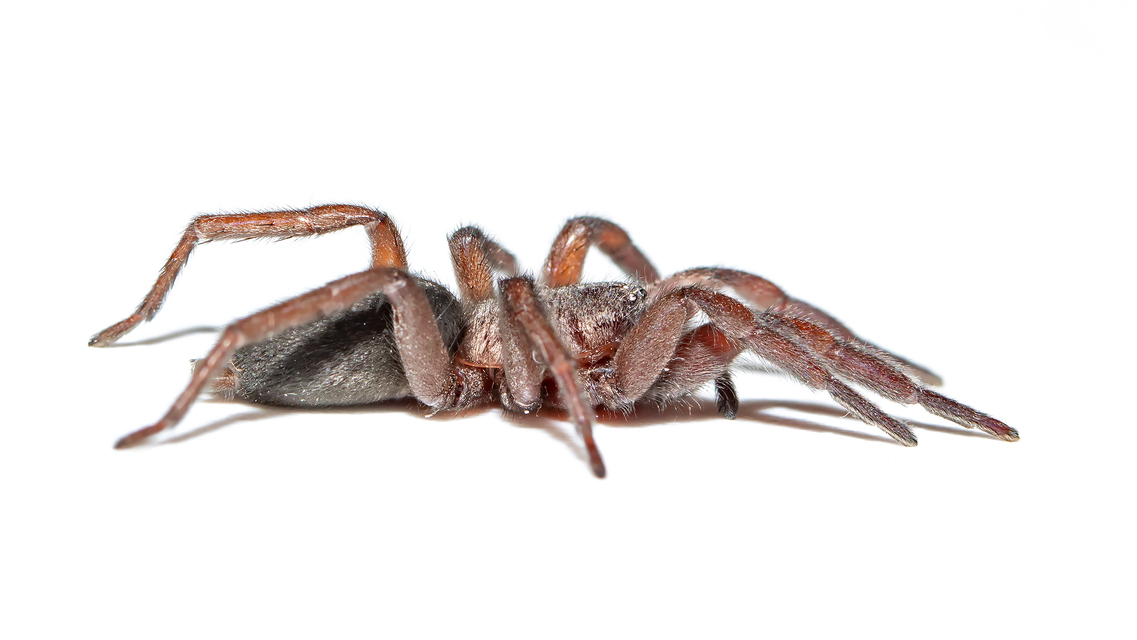 Scotophaeus