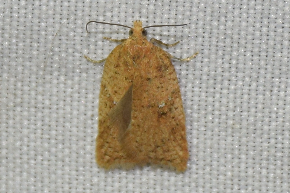 Acleris quercinana - tölgysodró levélmoly