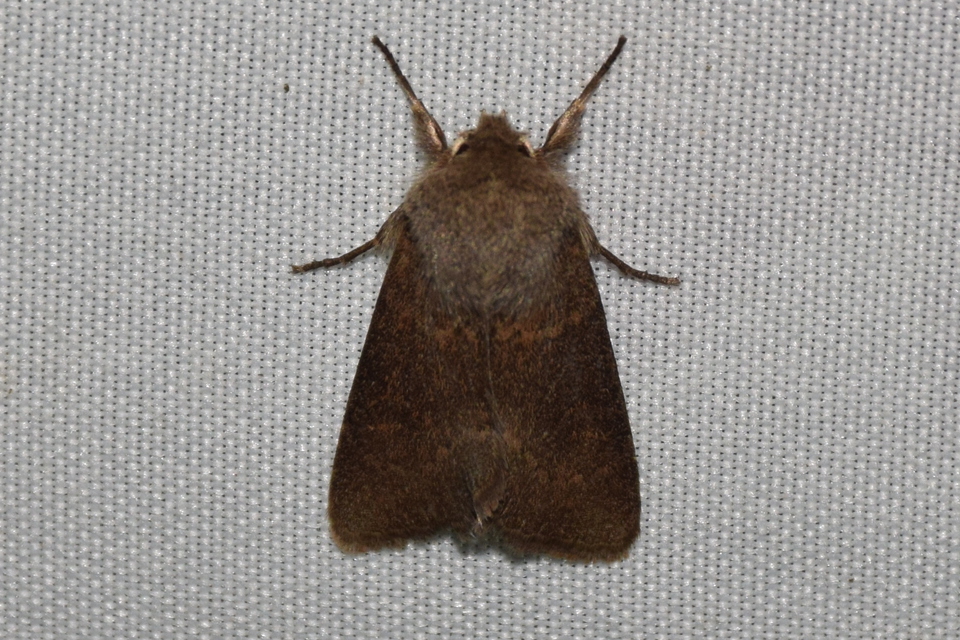 Orthosia miniosa - sárgás barkabagoly