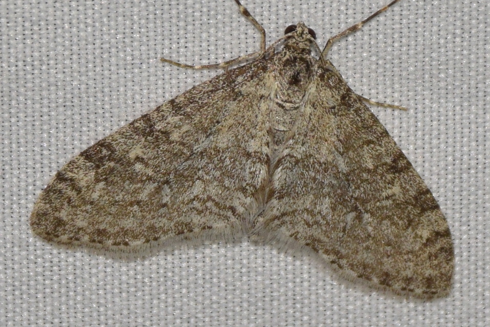 Trichopteryx carpinata - nyárfa-lebenyesaraszoló