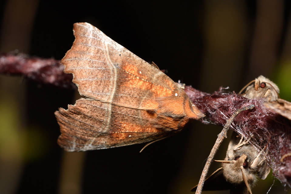 Scoliopteryx libatrix - vörös csipkésbagoly Scoliopteryx libatrix - vörös csipkésbagoly