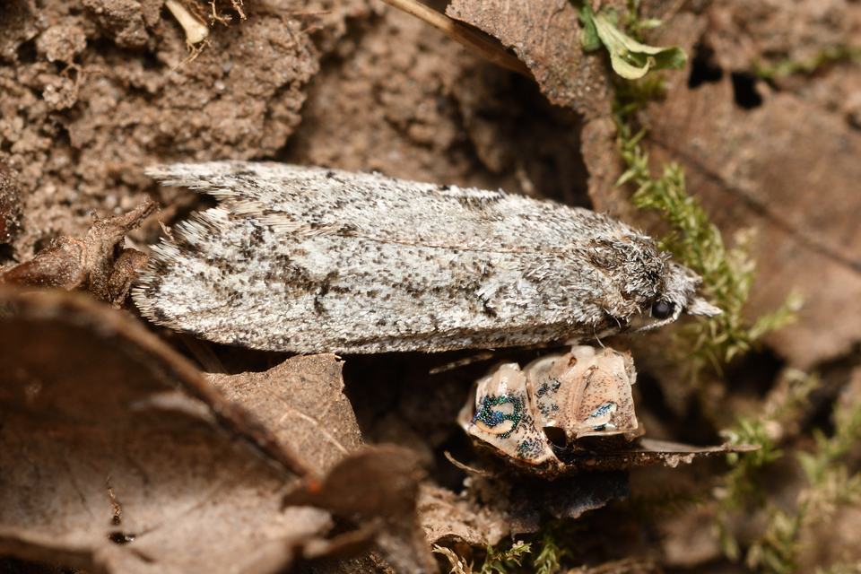 Diurnea fagella - szürke tavaszimoly