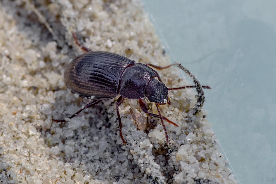 Nalassus dermestoides - rövidszárnyú gyászbogár