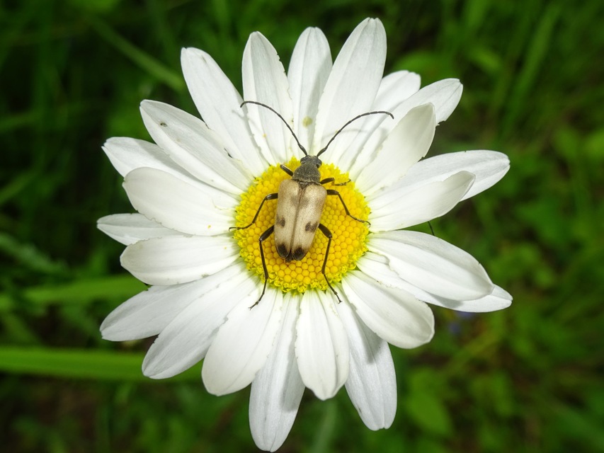 Pachytodes cerambyciformis - változékony virágcincér