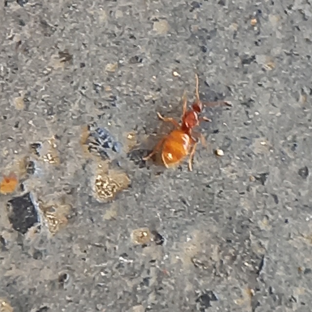 Prenolepis nitens - ragyogóhangya