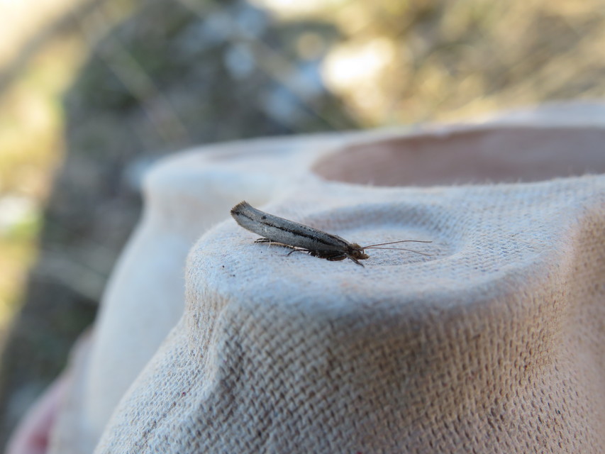 Ypsolopha ustella - csíkos tarkamoly