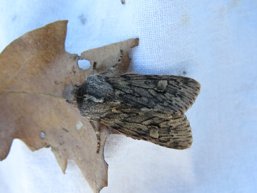 Brachionycha nubeculosa - zömök fésűsbagoly