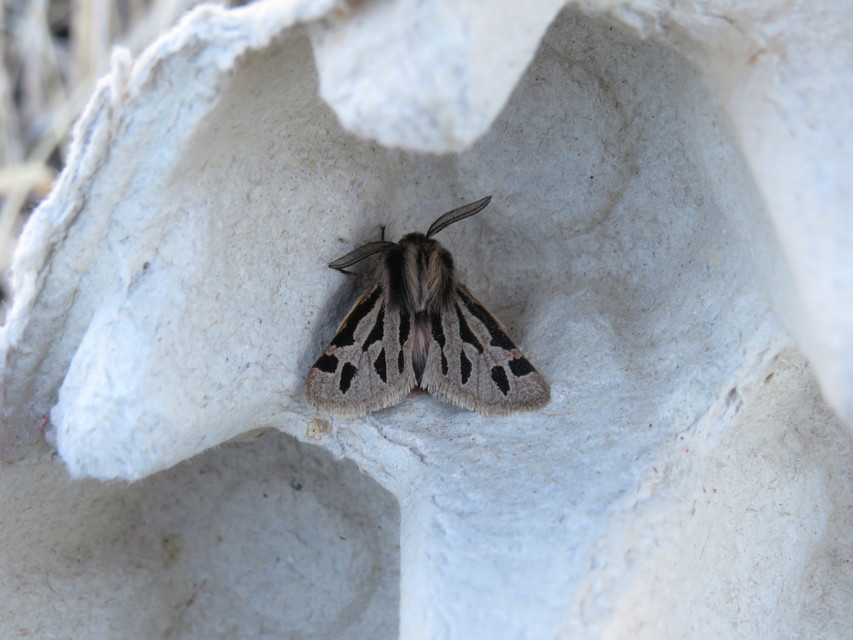 Ocnogyna parasita - csonkaszárnyú medvelepke