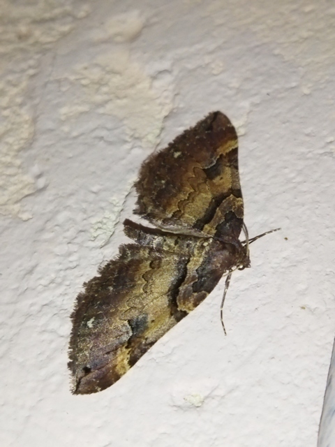 Earophila badiata - csipkerózsa-araszoló