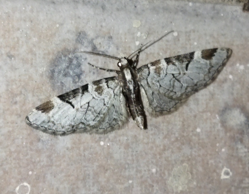 Eupithecia insigniata - hálózatos törpearaszoló