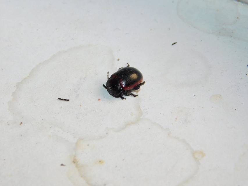 Chrysolina limbata - keretes levélbogár