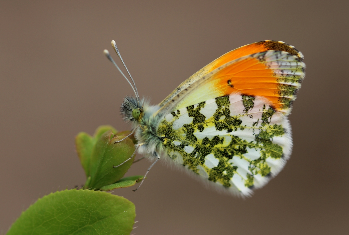 Anthocharis cardamines - hajnalpírlepke