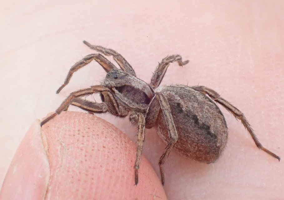 Alopecosa striatipes/mariae