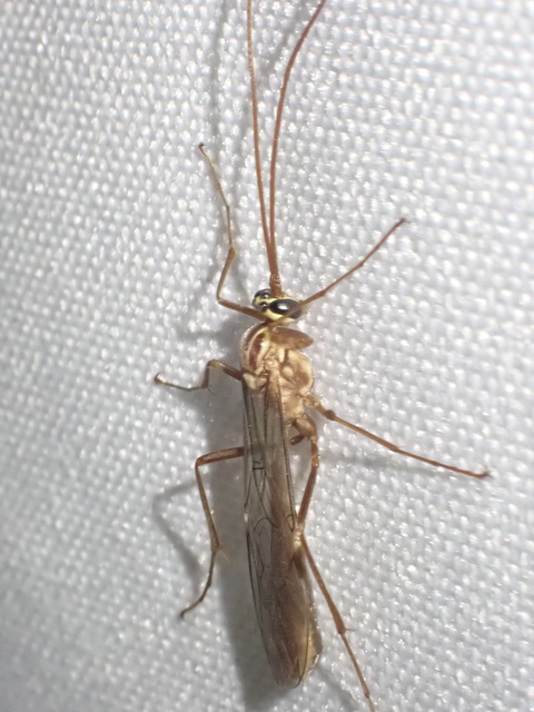 Ophion obscuratus