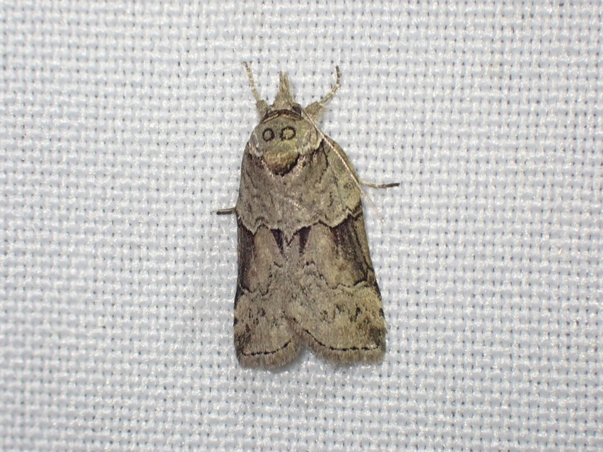 Nycteola siculana - fűz-trapézbagoly