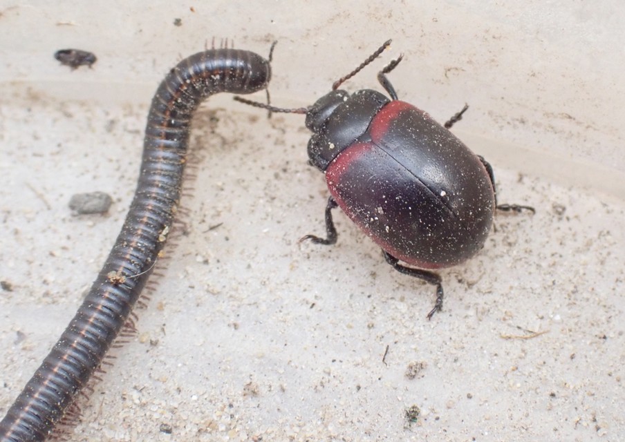 Chrysolina limbata - keretes levélbogár
