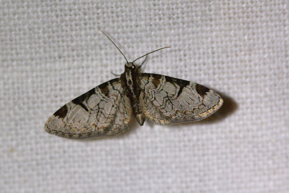 Eupithecia insigniata - hálózatos törpearaszoló