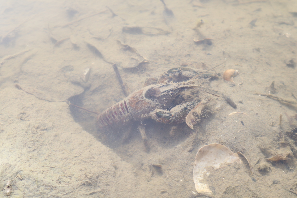 Orconectes limosus - cifrarák