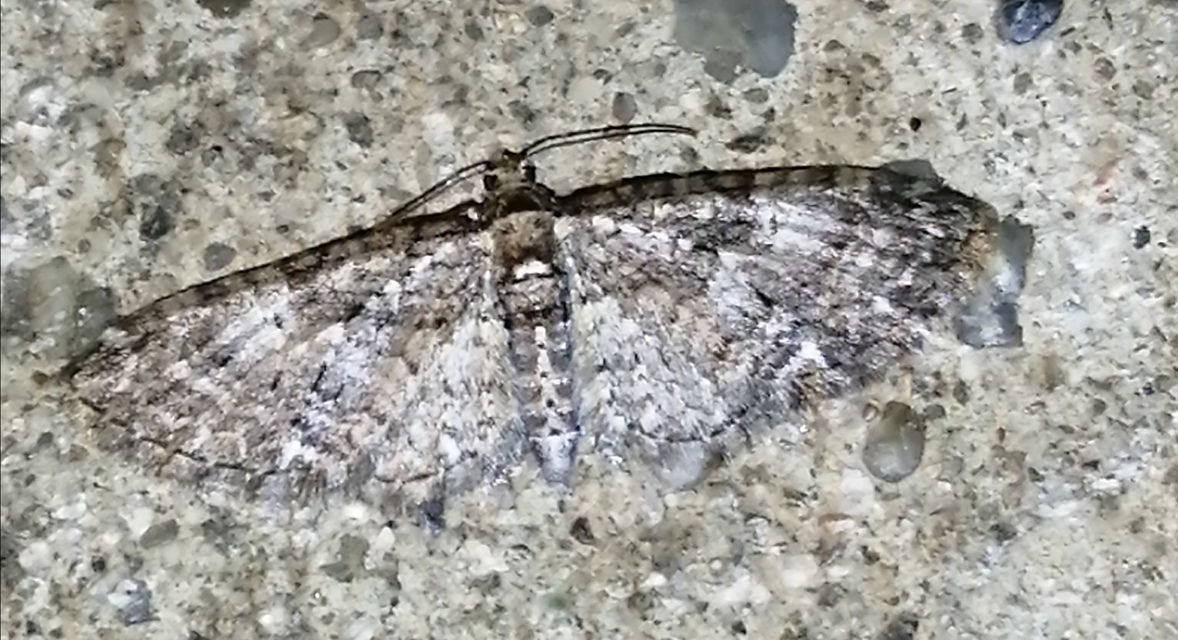 Eupithecia abbreviata - korai törpearaszoló
