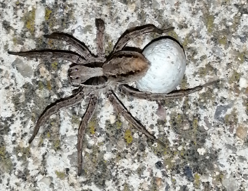 Alopecosa striatipes/mariae