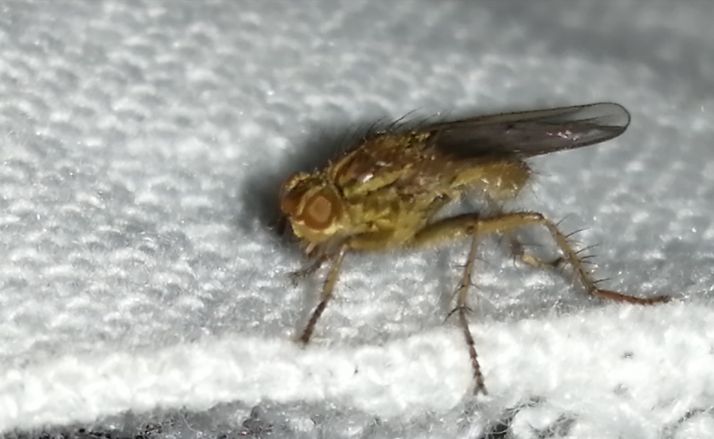 Scathophaga stercoraria - közönséges trágyalégy