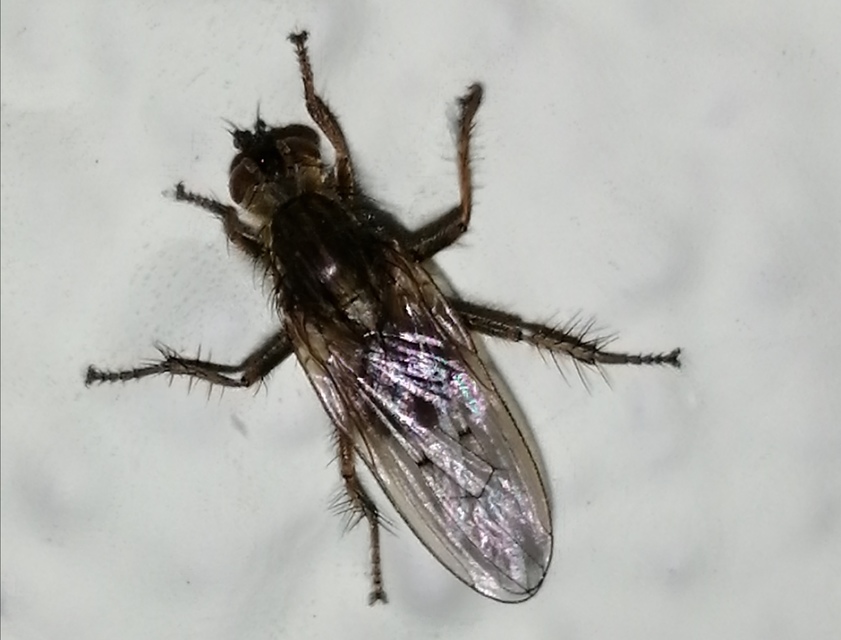 Scathophaga stercoraria - közönséges trágyalégy
