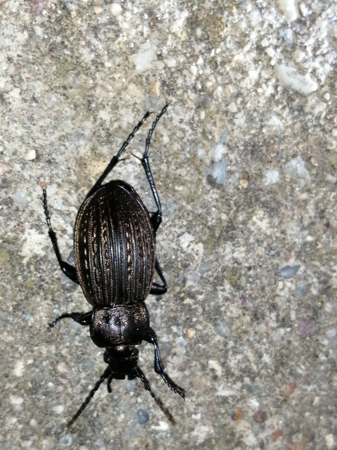 Carabus ulrichii - rezes futrinka