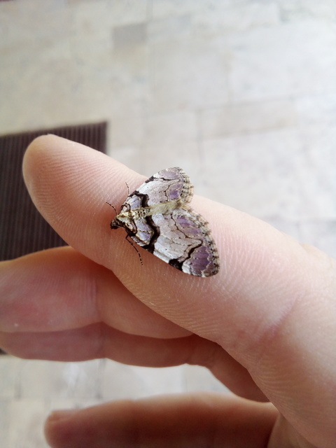 Anticlea derivata - vadrózsa-tarkaaraszoló