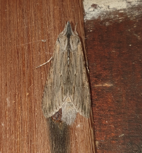 Cucullia chamomillae - székfű-csuklyásbagoly