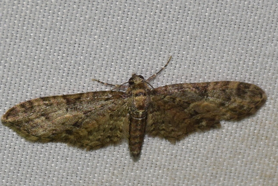 Eupithecia abbreviata - korai törpearaszoló