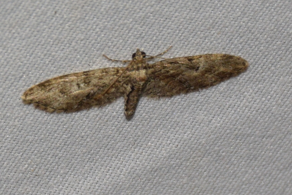 Eupithecia abbreviata - korai törpearaszoló