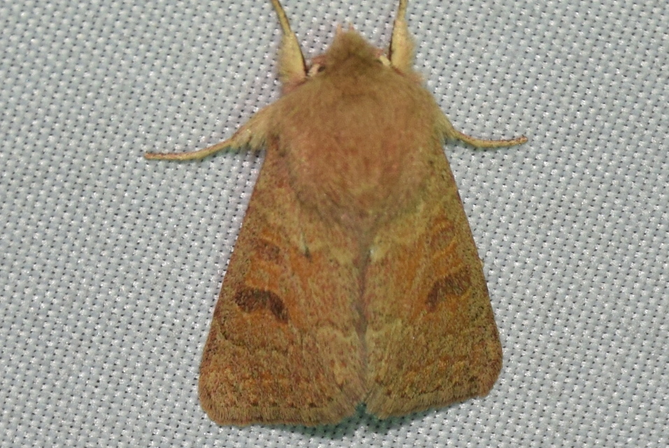 Orthosia miniosa - sárgás barkabagoly