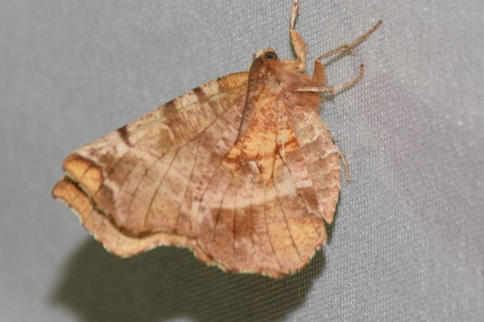 Selenia dentaria - kétfoltos holdasaraszoló