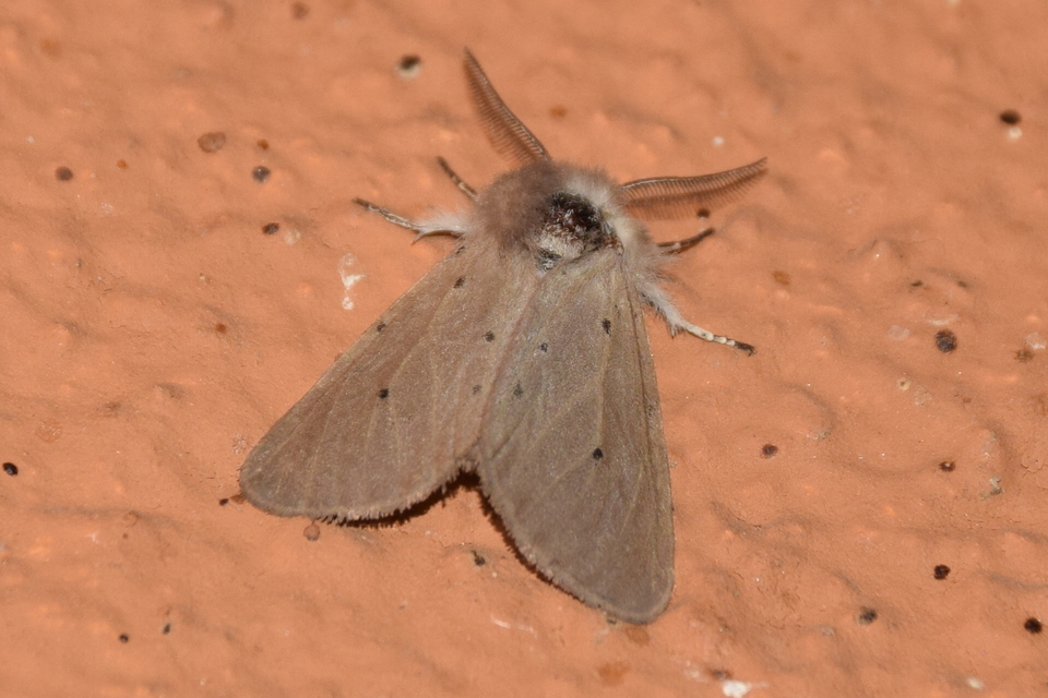 Diaphora mendica - felemás medvelepke