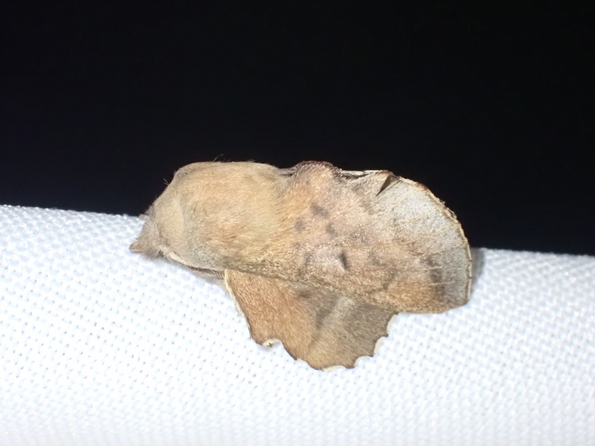 Phyllodesma tremulifolia - nyárlevélpohók