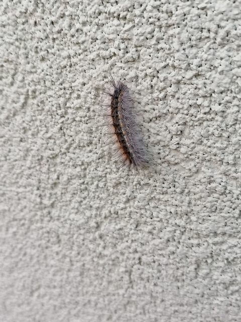 Hyphantria cunea - amerikai fehér medvelepke