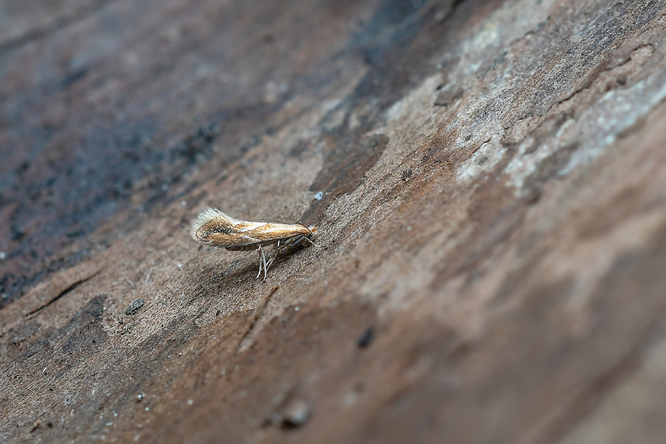 Phyllonorycter