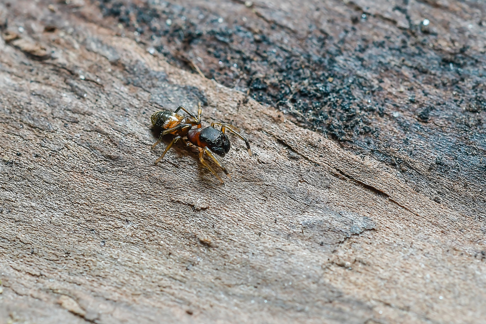 Myrmarachne formicaria - nagy hangyautánzópók