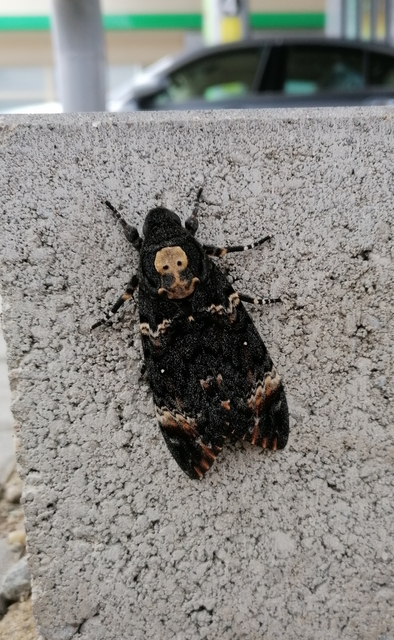 Acherontia atropos - halálfejes lepke
