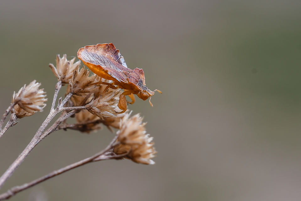Phymata crassipes - fogólábú poloska