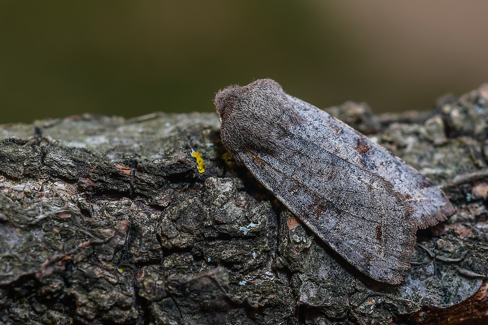 Orthosia incerta - változékony barkabagoly