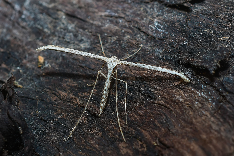 Pterophoridae - tollasmolyfélék