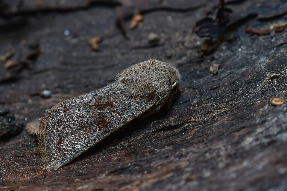 Orthosia incerta - változékony barkabagoly
