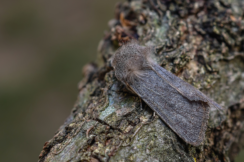 Orthosia populeti - nyárfa-barkabagoly