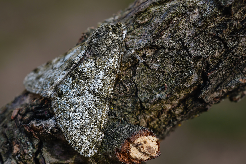 Apocheima pilosaria - zöldes tavasziaraszoló
