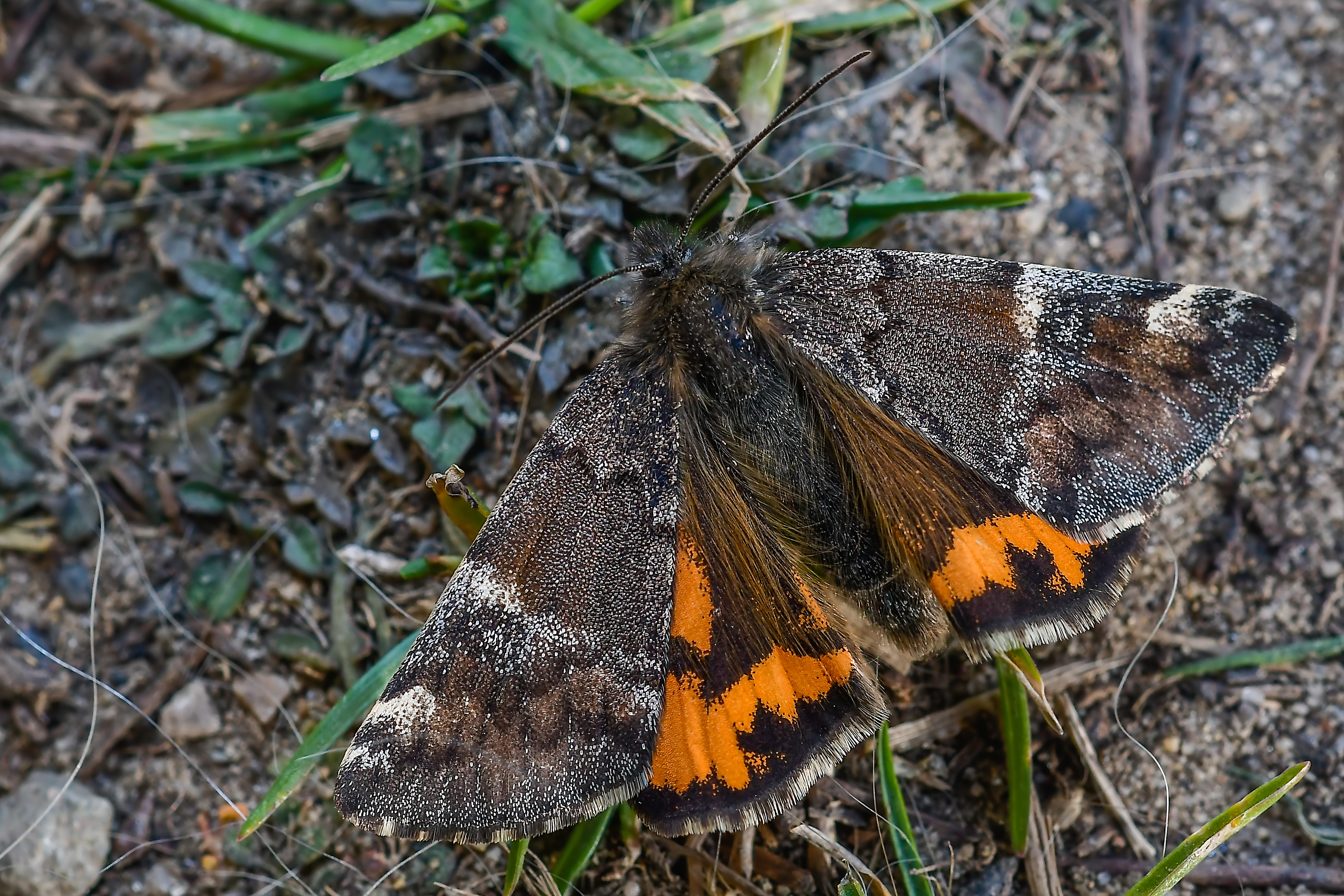 Archiearis parthenias - nagy nappaliaraszoló