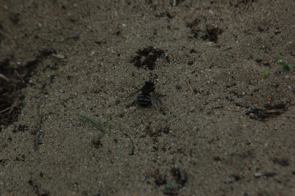 Ernestia puparum