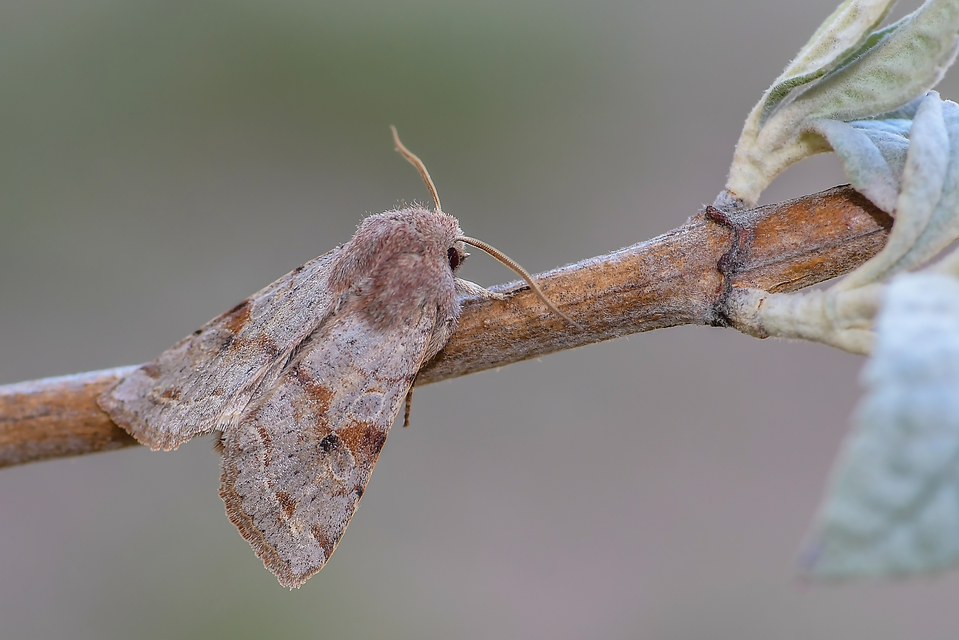 Orthosia incerta - változékony barkabagoly