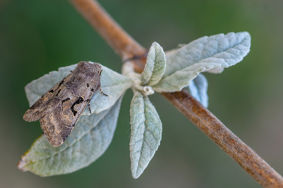Orthosia gothica - feketefoltos barkabagoly