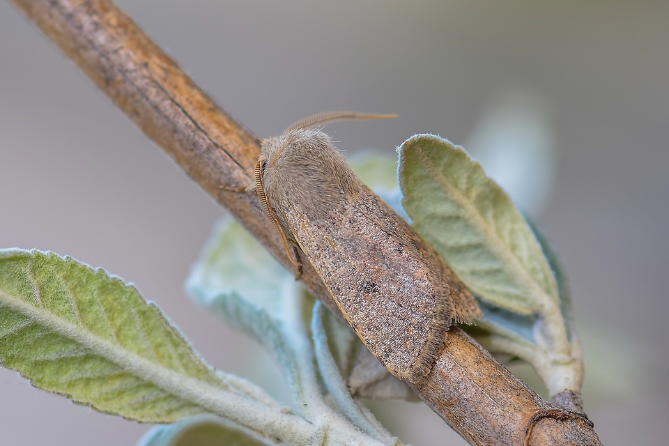 Orthosia cruda - kis barkabagoly